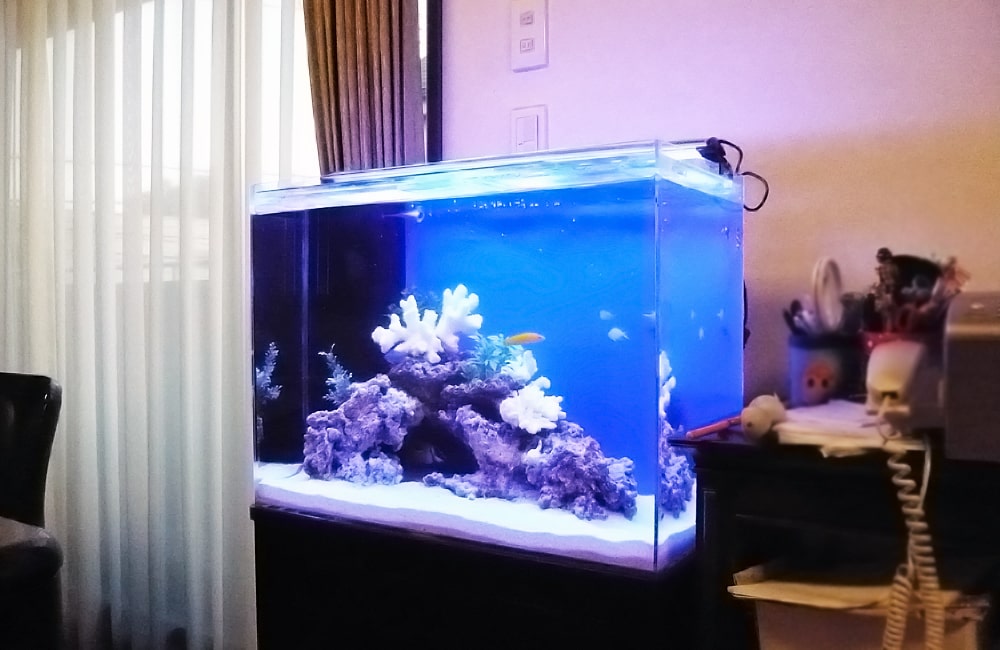 個人宅 I様 60cm海水魚水槽