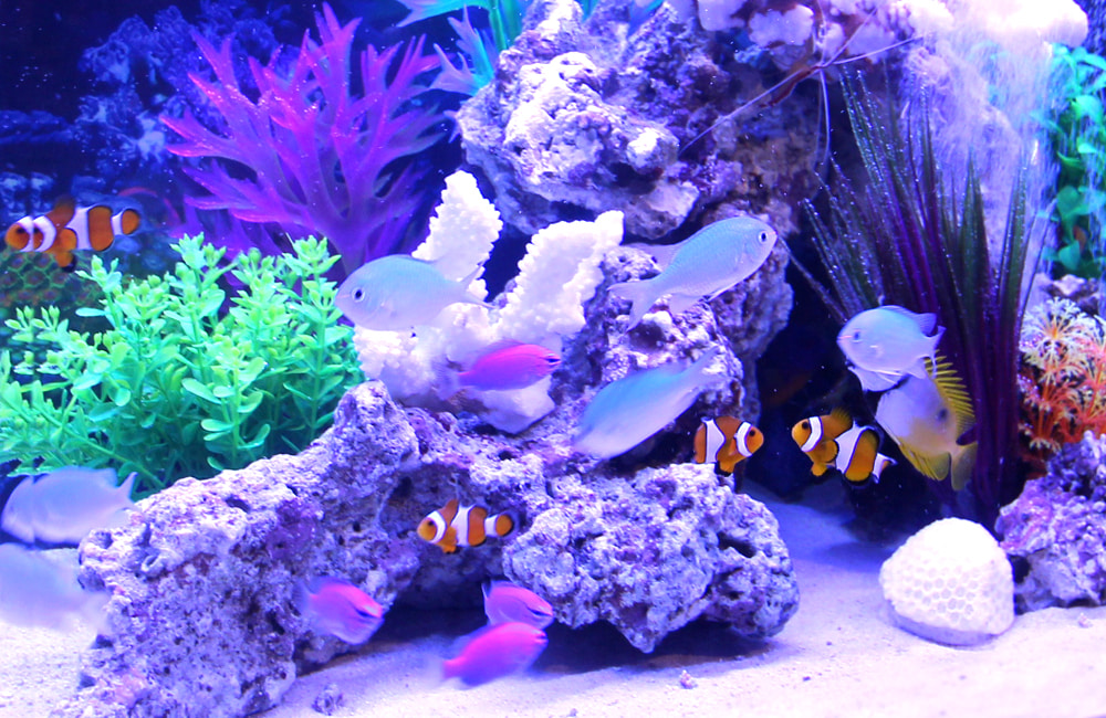 料金シミュレーション 海水魚水槽