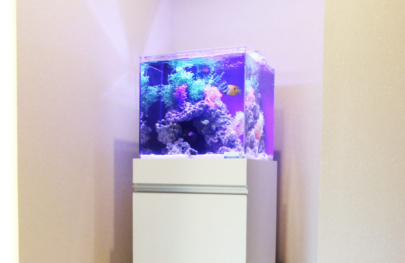 キューブ水槽レンタル