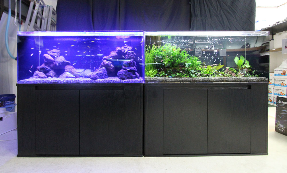 水槽レンタル Ｑ＆Ａ 水槽に入れる魚や生き物は、どんなものですか