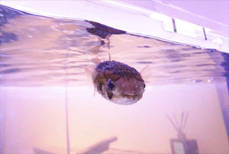 ハリセンボンなど