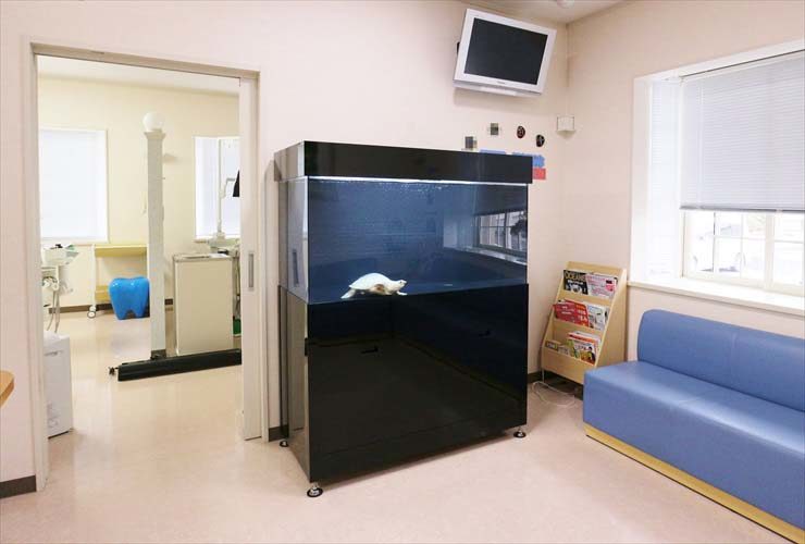 歯科医院に120cmスッポンモドキ水槽を設置