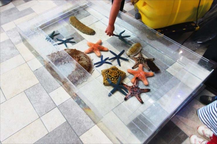 ヒトデ・ナマコ