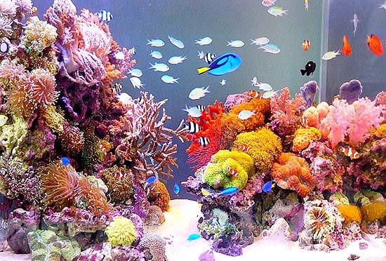 「水槽の楽園」にて放送されました