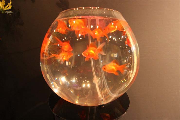 大型金魚鉢のベアタンク水槽