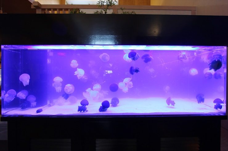 クラゲ 水槽レンタル