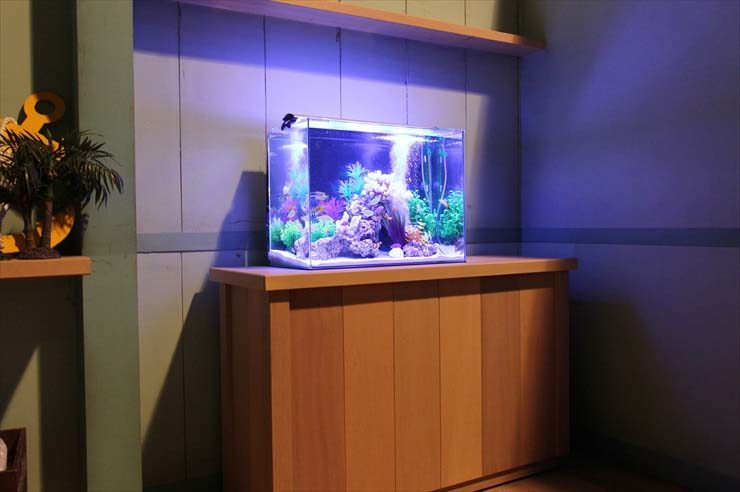 映画 水槽レンタル