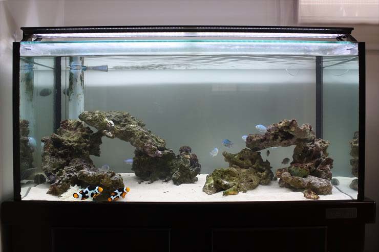 水槽リニューアル