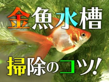 金魚の水槽掃除方法！フィルターや砂利など、清潔な水槽で病気を防ごう！