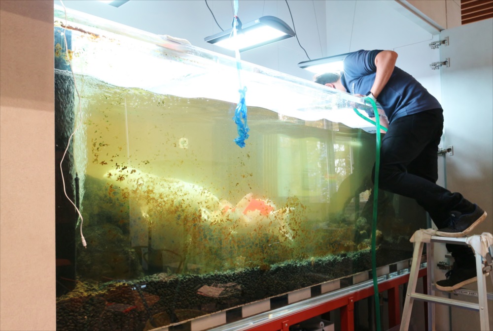 水槽レンタル Ｑ＆Ａ メンテナンス代行