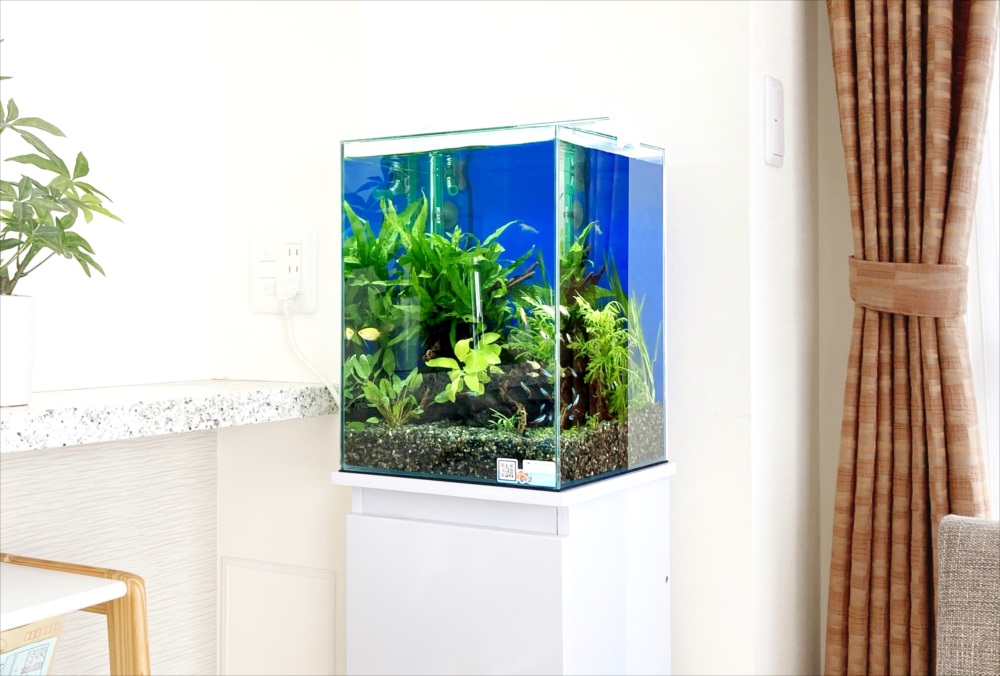 水槽レンタル無料お試し