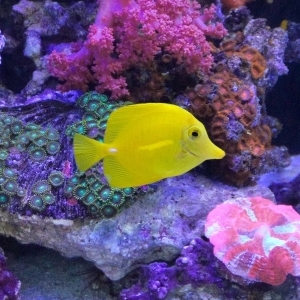 執筆者 井上あゆみ