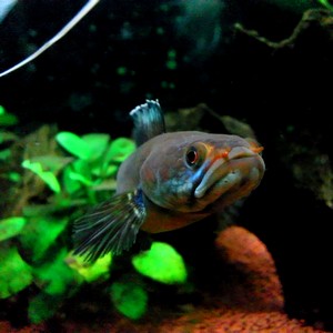 執筆者 高橋風帆