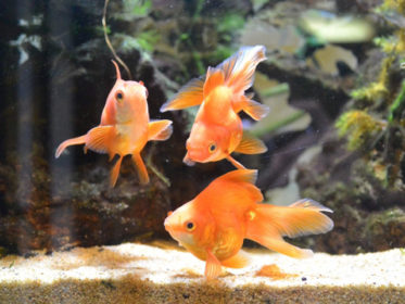 金魚の飼い方、育て方！水温、ろ過フィルター、水換えなど徹底解説！