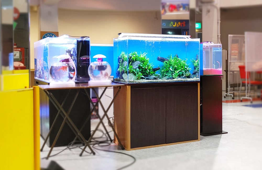 企画展示 水槽レンタル