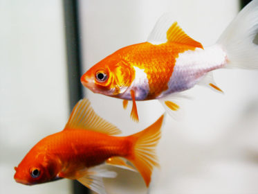 金魚の人気で初心者が飼いやすい種類ベスト10！プロが選ぶ丈夫な品種