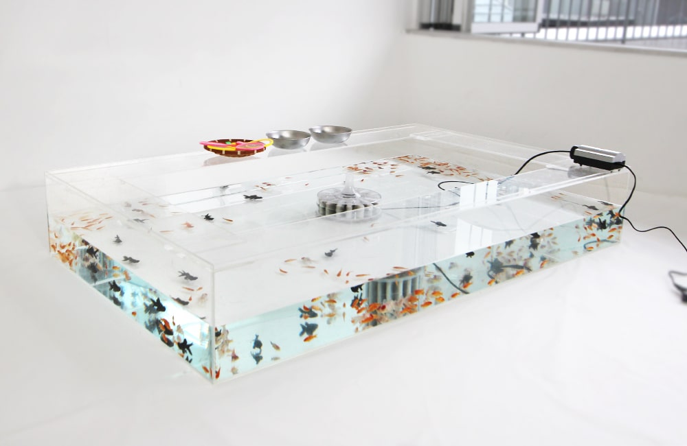 雑誌撮影用の金魚釣り水槽