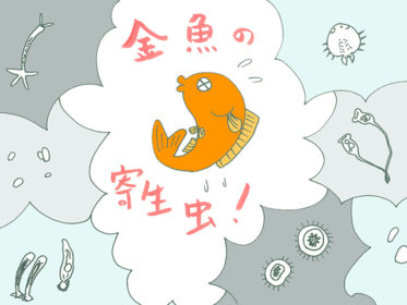 金魚の寄生虫と対処法！種類と対策を解説！季節の変わり目は特に注意！
