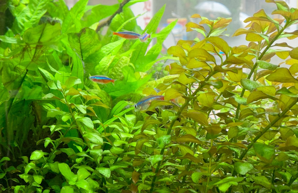 水草水槽レンタル