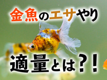 金魚のエサやりポイント3つ！適量とは！実は少ない・与えすぎているのか