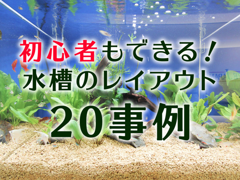 初心者もできる！水槽のレイアウト20事例とプロに学ぶお手本ポイント！