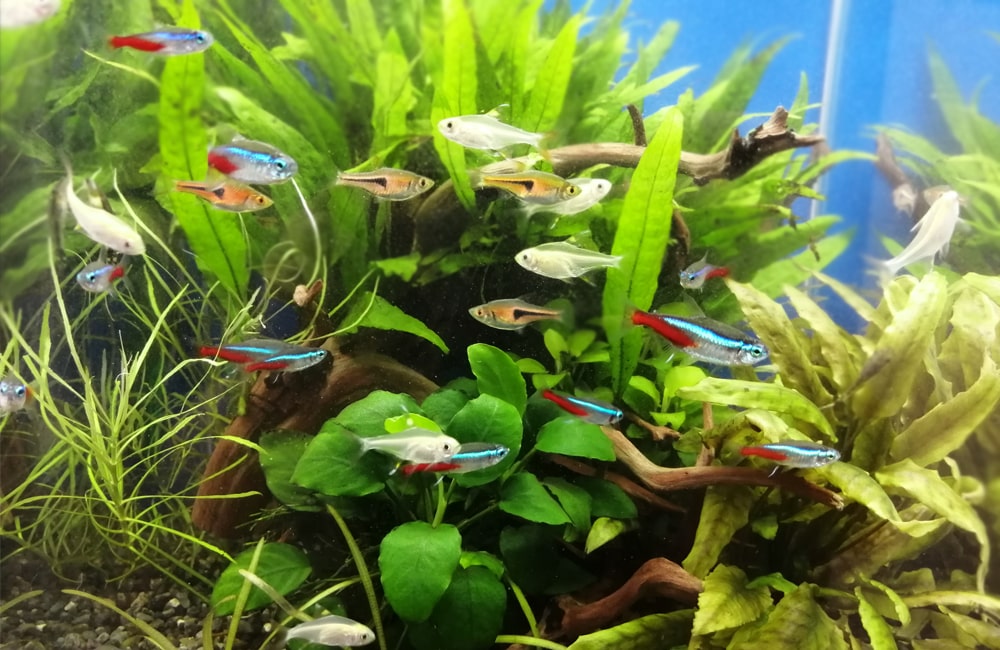 料金シミュレーション 淡水魚水槽