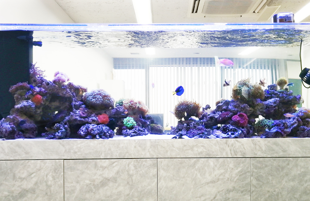 プロ推しベスト熱帯魚・アクアリウムアイテム