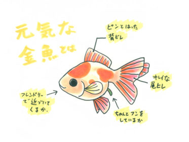元気な金魚の見分け方！ヒレや泳ぎ方、フンなど5つのチェックポイント