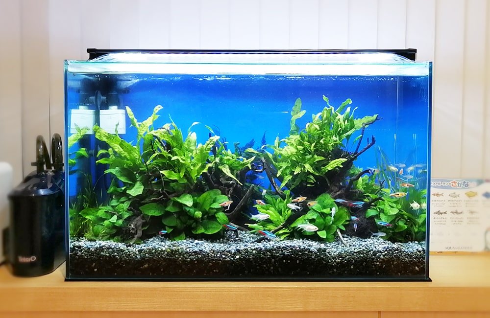 規格水槽レンタル