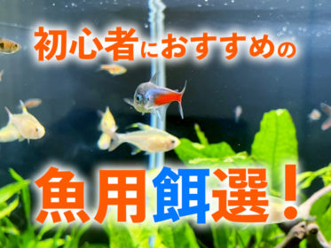 初心者向けの魚用餌12選