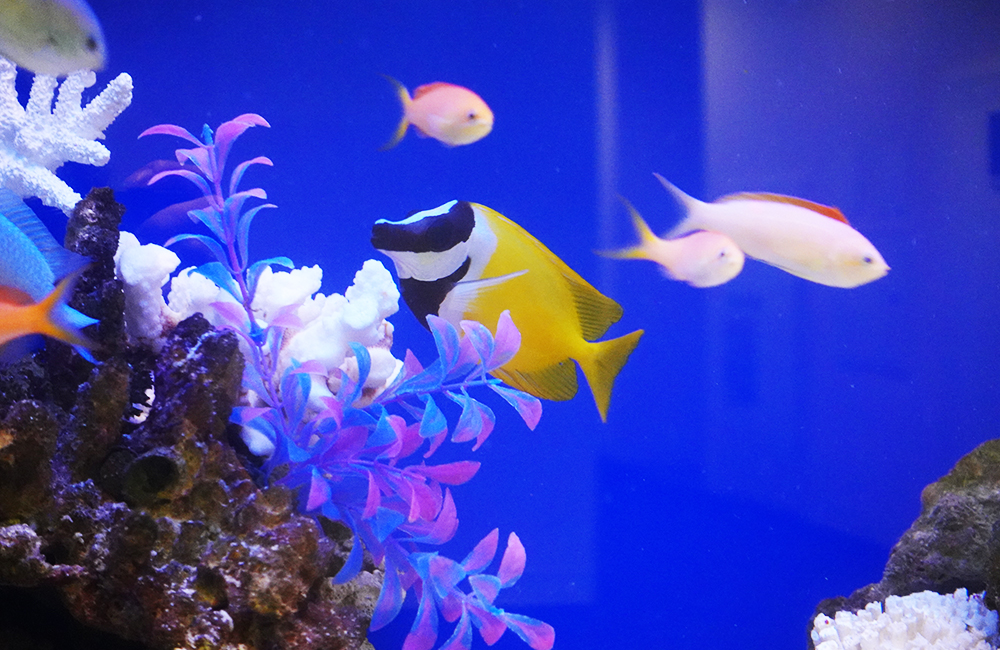 ヒフキアイゴなど