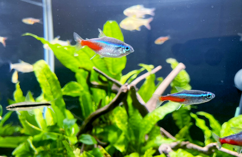 ネオンテトラなど