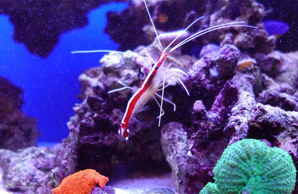 カラフルなエビ