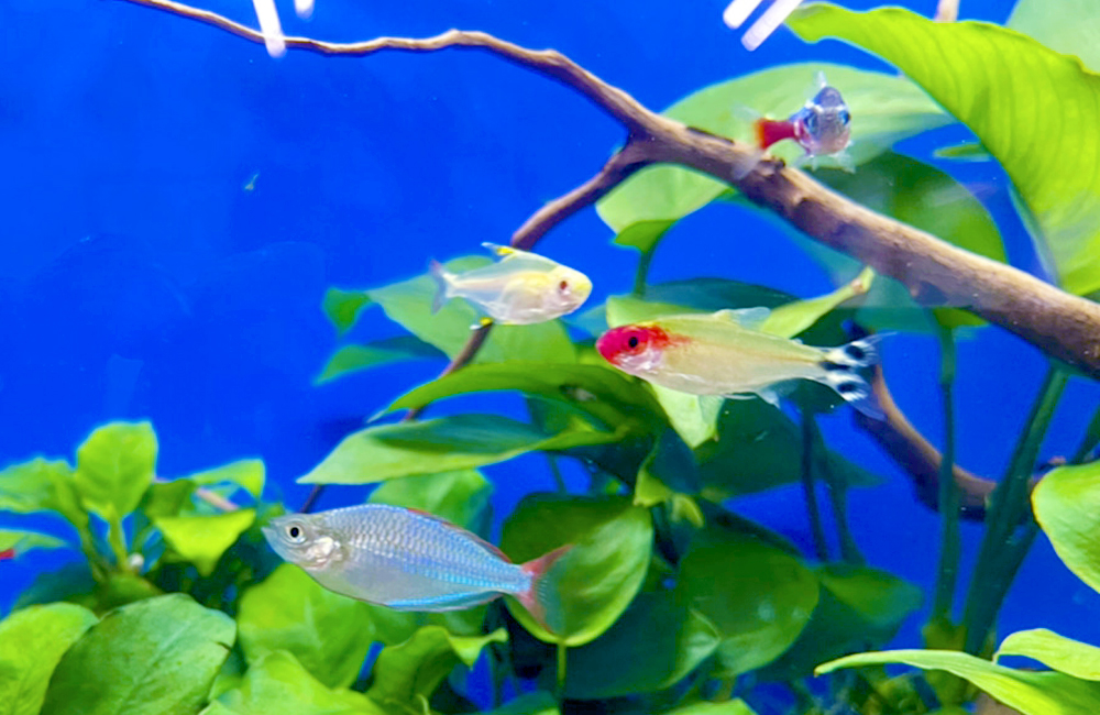 魚レンタル Ｑ＆Ａ