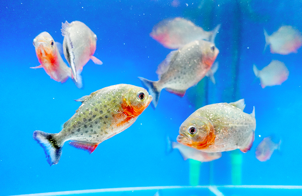 魚レンタル Ｑ＆Ａ