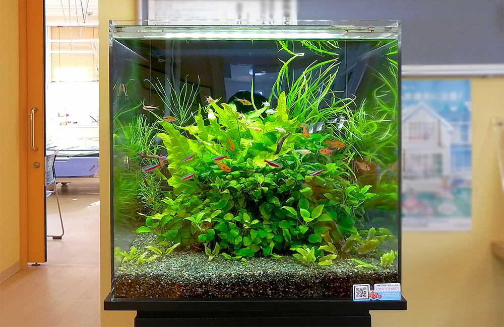 森のような水草と背景シートの反射で奥行を演出