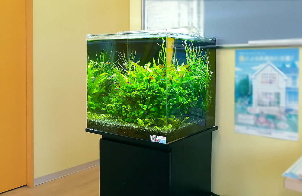 45cm水槽レンタル