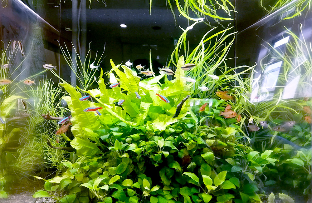 飼い方・育成ガイド