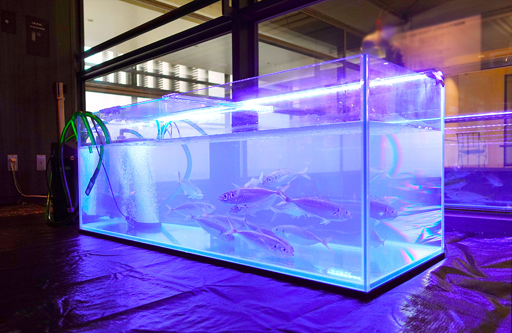 アジ釣りイベントのいけす水槽