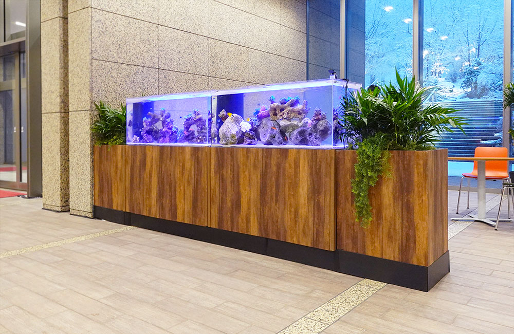 TBSドラマ「Eye Love You」に登場！サンゴ水槽2台を短期レンタル