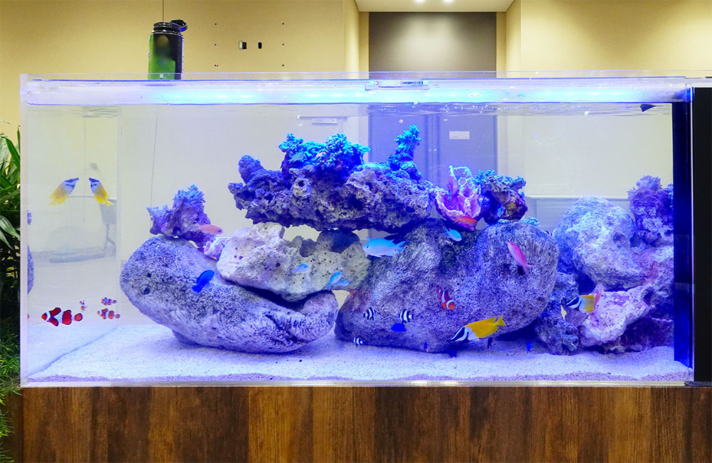 ドラマに登場！大迫力の特大ライブロック