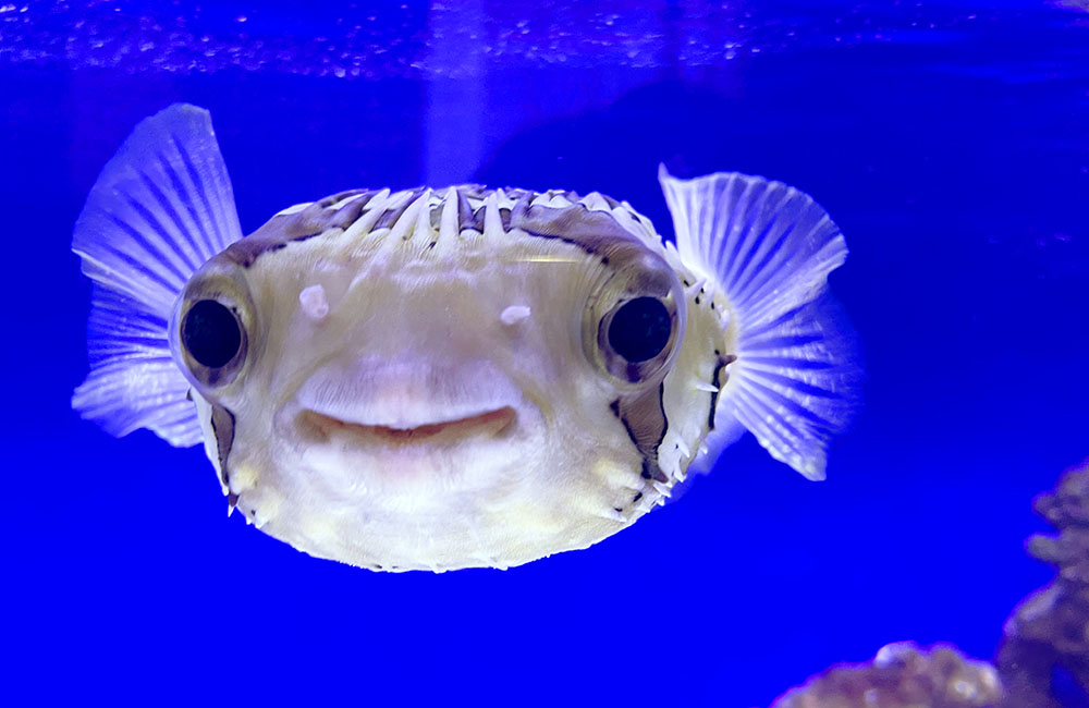 ハリセンボン 水槽レンタル