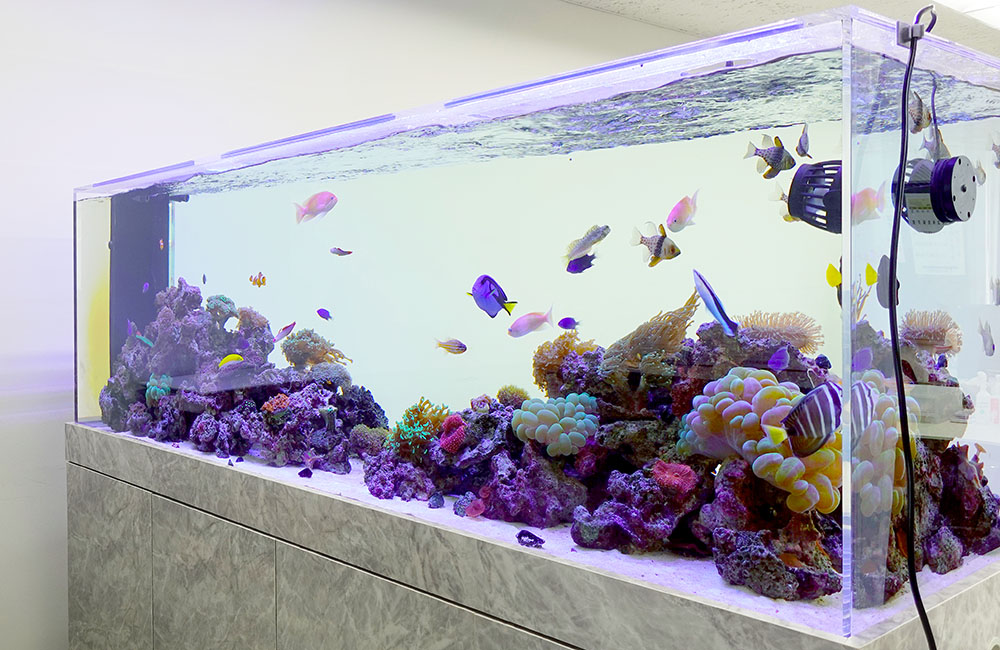 サンゴ水槽レンタル