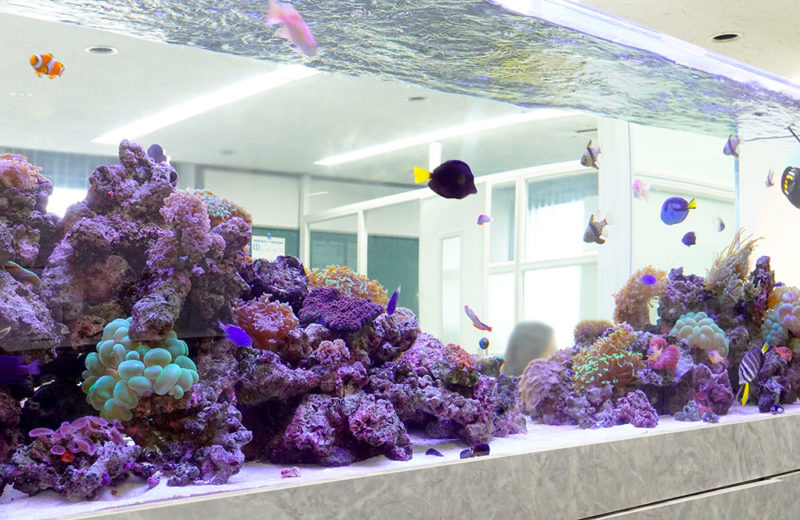 サンゴ水槽