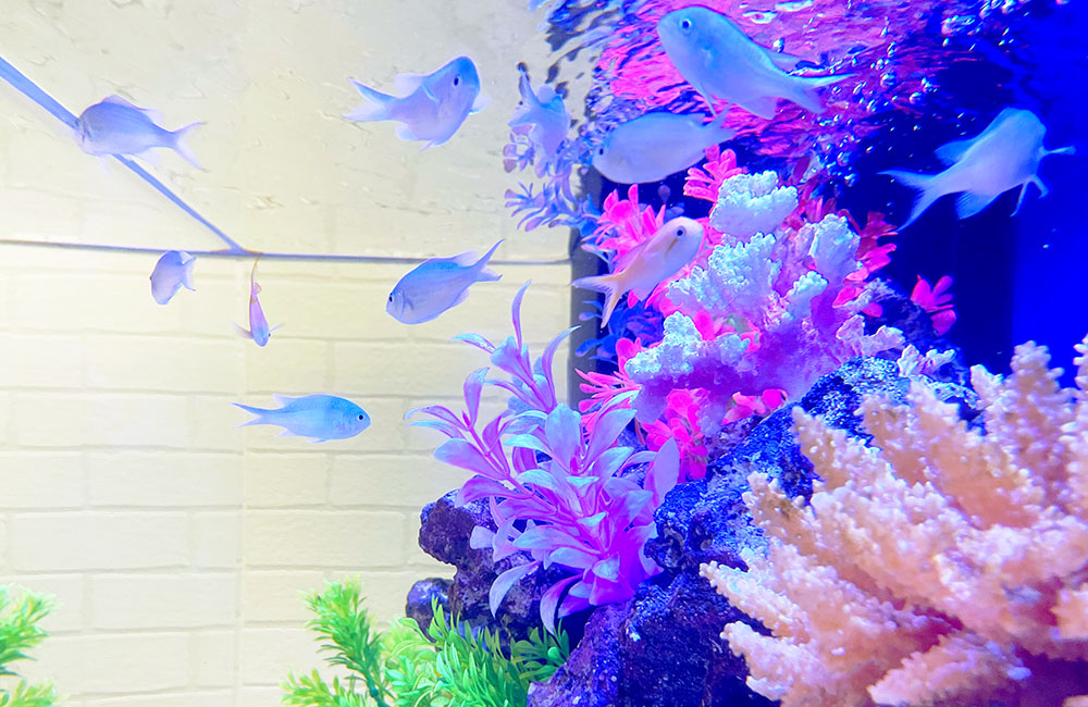 デバスズメダイなど