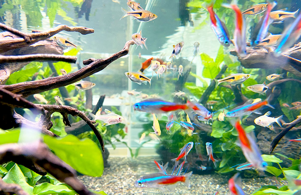 魚レンタル Ｑ＆Ａ