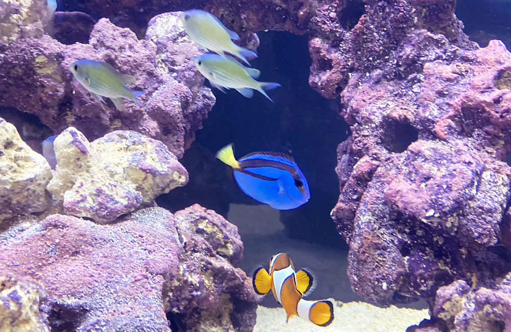 魚レンタル Ｑ＆Ａ