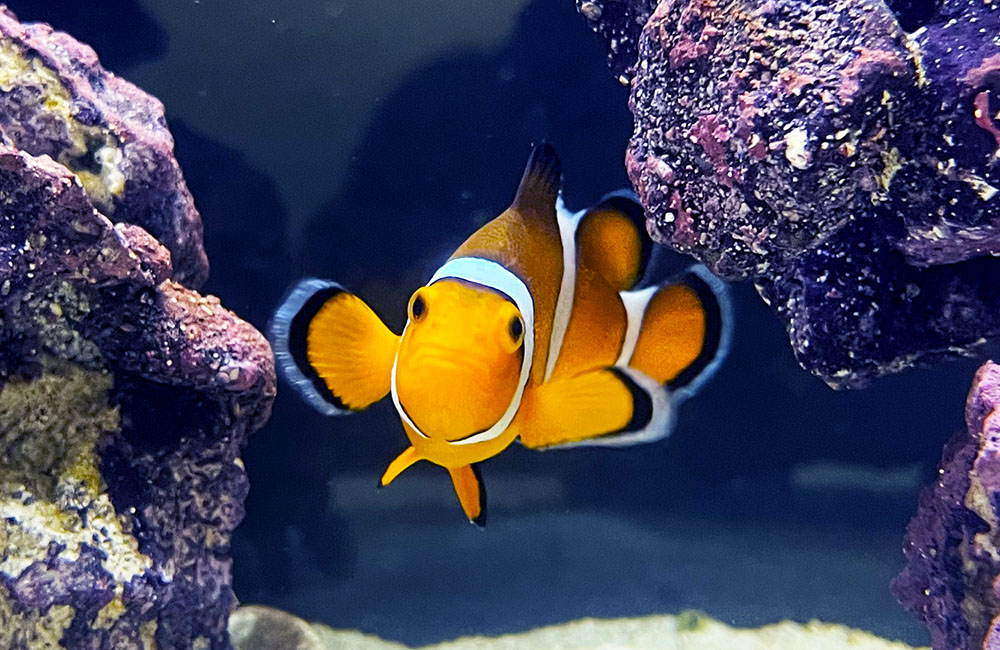 カクレクマノミ