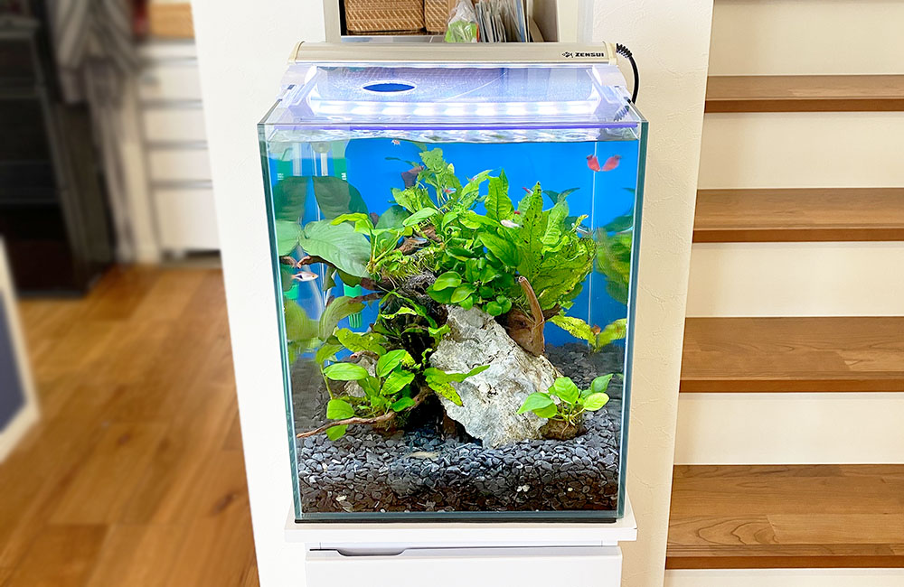 30cm淡水魚水槽のレンタル・リース料金について