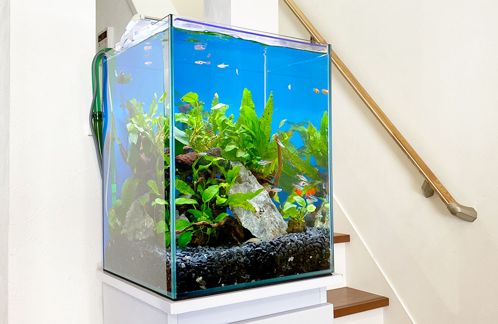 水槽レンタル Ｑ＆Ａ 無料お試し